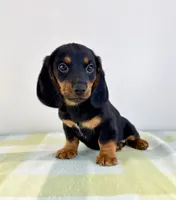 Otis, a male Pembroke Welsh Corgi and Miniature Dachshund for sale in Indianapolis, IN – 4 of 5