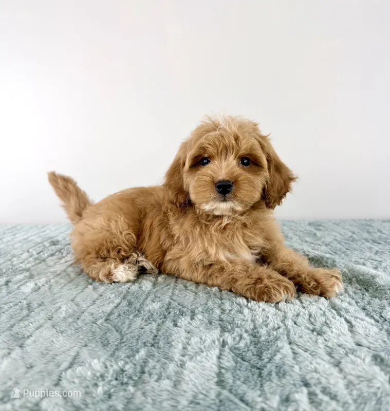 Biscuit – Cavapoo puppy for sale in Indianapolis, IN