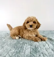 Biscuit, a male Cavapoo for sale in Indianapolis, IN – 1 of 5