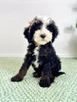Casper, a male Miniature Bernedoodle for sale in Indianapolis, IN – 6 of 6