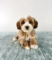 Muffin, a female Cavapoo for sale in Indianapolis, IN – 4 of 5