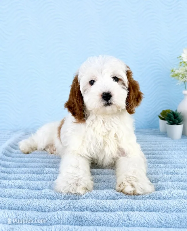 Griffin – Miniature Goldendoodle puppy for sale in Indianapolis, IN