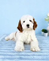 Griffin, a male Miniature Goldendoodle for sale in Indianapolis, IN – 4 of 5