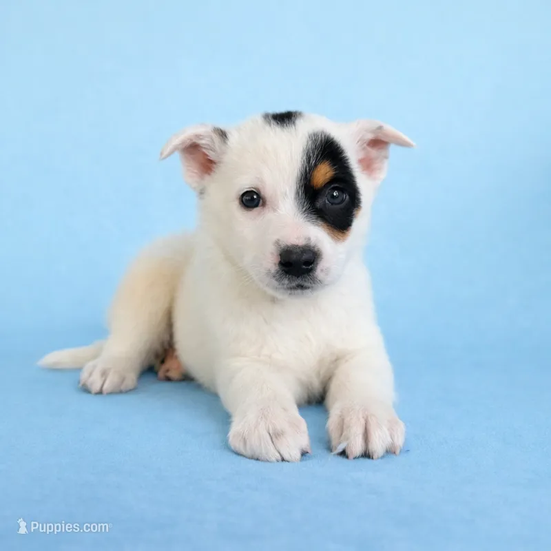 Spot  – Australian Cattle Dog puppy for sale in Indianapolis, IN