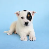 Spot , a male Australian Cattle Dog for sale in Indianapolis, IN – 1 of 5