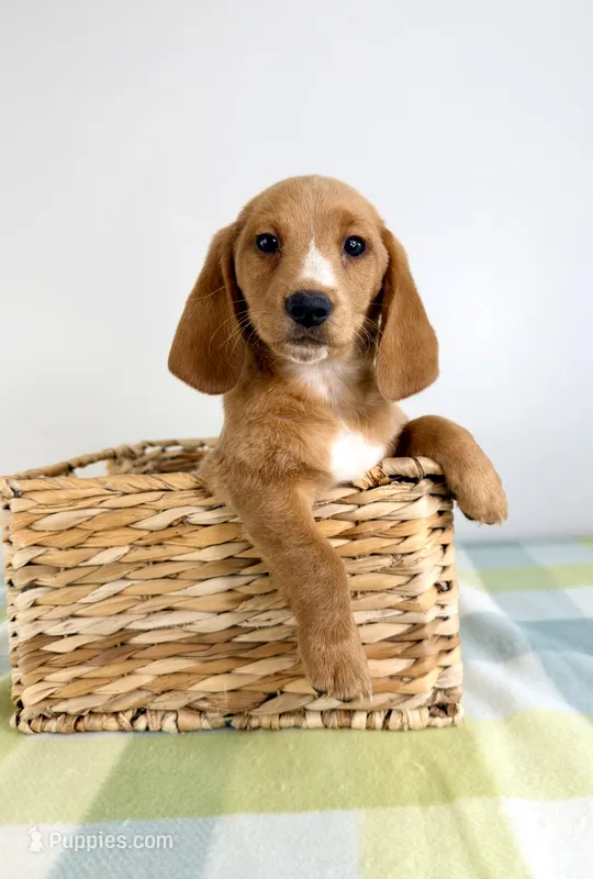 Oakley – Pembroke Welsh Corgi, Miniature Dachshund puppy for sale in Indianapolis, IN