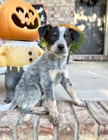 Cash, a male Australian Cattle Dog for sale in Indianapolis, IN – 3 of 5