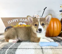 CKC Rio, a male Pembroke Welsh Corgi for sale in Indianapolis, IN – 2 of 5