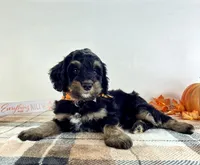 Sirius, a male Miniature Bernedoodle for sale in Indianapolis, IN – 3 of 5