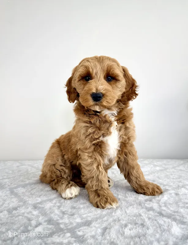 Grayson – Miniature Goldendoodle puppy for sale in Indianapolis, IN