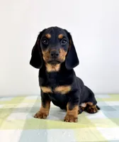 Ozzy, a male Pembroke Welsh Corgi and Miniature Dachshund for sale in Indianapolis, IN – 4 of 4