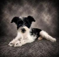 AKC Stella, a female Miniature Schnauzer for sale in Indianapolis, IN – 5 of 5