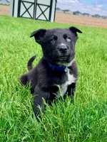 Blue, a male Australian Cattle Dog and German Shepherd Dog for sale in Indianapolis, IN – 2 of 5