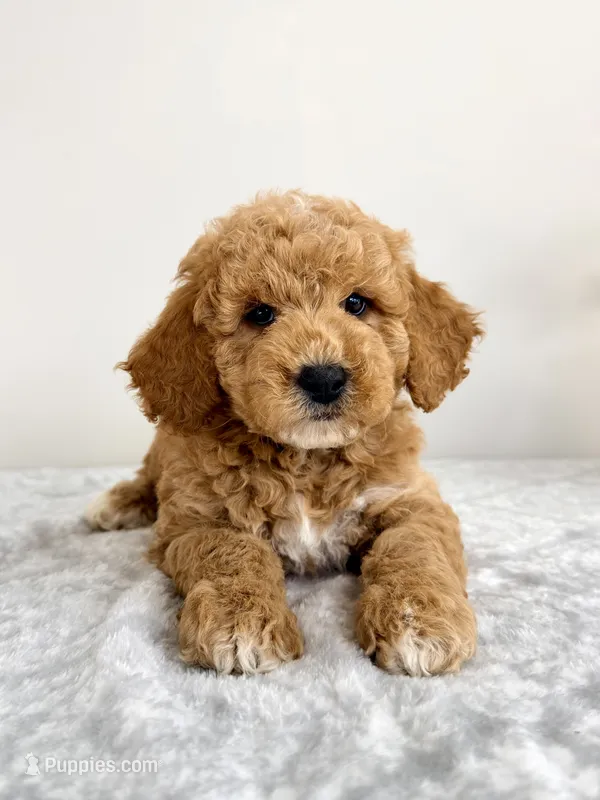 Gunther – Miniature Goldendoodle puppy for sale in Indianapolis, IN