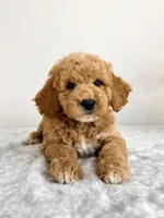 Gunther, a male Miniature Goldendoodle for sale in Indianapolis, IN – 1 of 6
