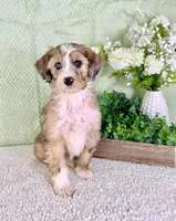 Spot, a male Miniature Bernedoodle for sale in Indianapolis, IN – Photo 5 of 6