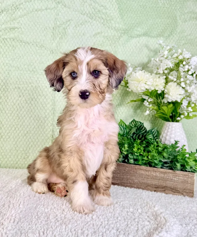 Spot – Miniature Bernedoodle puppy for sale in Indianapolis, IN