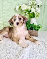 Spot, a male Miniature Bernedoodle for sale in Indianapolis, IN – Photo 4 of 6