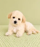 Belle, a female Bichon Frise for sale in Indianapolis, IN – 2 of 5