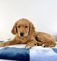 AKC Gia, a female Golden Retriever for sale in Indianapolis, IN – Photo 2 of 3