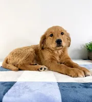 AKC Gia, a female Golden Retriever for sale in Indianapolis, IN – Photo 3 of 3