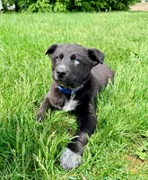 Blue, a male Australian Cattle Dog and German Shepherd Dog for sale in Indianapolis, IN – 5 of 5