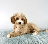 Coconut, a female Cavapoo for sale in Indianapolis, IN – 2 of 5