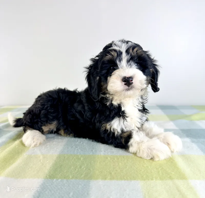 Bonnie – Miniature Bernedoodle puppy for sale in Indianapolis, IN