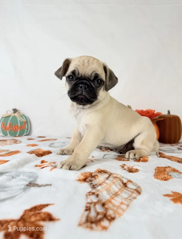 Princeton – Pug puppy for sale in Indianapolis, IN