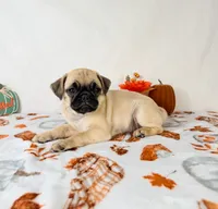 Petunia, a female Pug for sale in Indianapolis, IN – 2 of 7