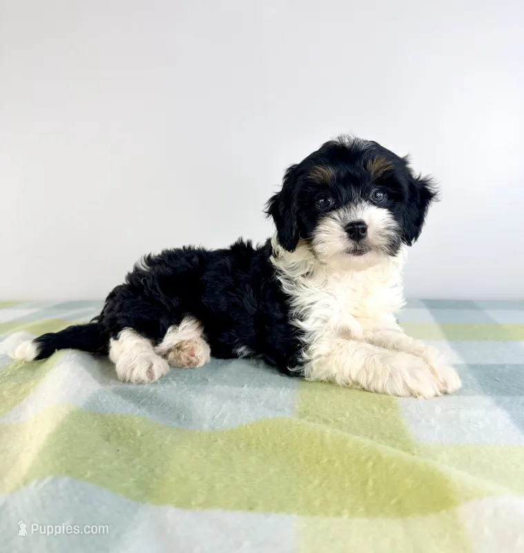 Trixie – Miniature Bernedoodle puppy for sale in Indianapolis, IN