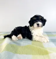 Trixie, a female Miniature Bernedoodle for sale in Indianapolis, IN – 1 of 5