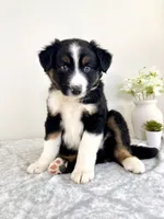 Milo, a male Australian Shepherd for sale in Indianapolis, IN – 5 of 5