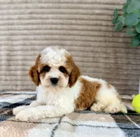 Dory, a female Cavapoo for sale in Indianapolis, IN – 1 of 6