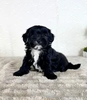 Bentley, a male Shihpoo for sale in Indianapolis, IN – Photo 4 of 5