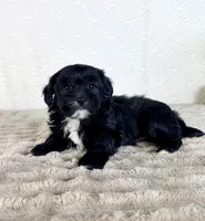 Bentley, a male Shihpoo for sale in Indianapolis, IN – Photo 5 of 5