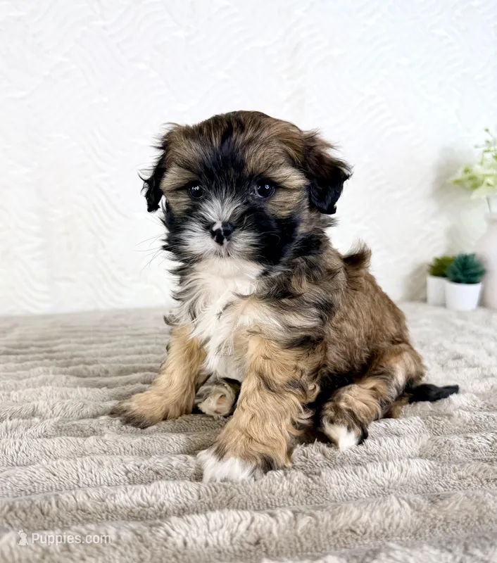 Sampson – Shihpoo puppy for sale in Indianapolis, IN