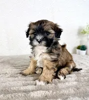 Sampson, a male Shihpoo for sale in Indianapolis, IN – Photo 1 of 6