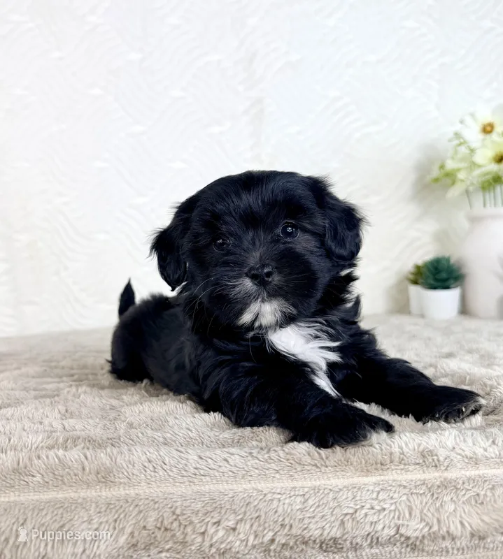Bentley – Shihpoo puppy for sale in Indianapolis, IN