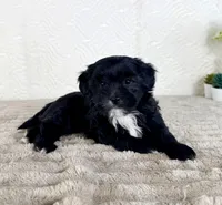 Bentley, a male Shihpoo for sale in Indianapolis, IN – Photo 2 of 5