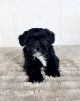 Bentley, a male Shihpoo for sale in Indianapolis, IN – Photo 3 of 5