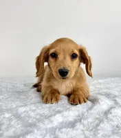 AKC Dexter, a male Miniature Dachshund for sale in Indianapolis, IN – 2 of 6