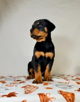 AKC Jade, a female Rottweiler for sale in Indianapolis, IN – 3 of 5