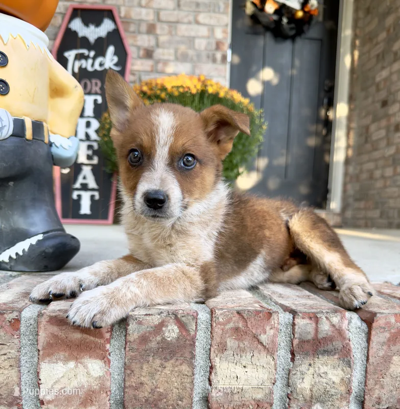 Maverick – Australian Cattle Dog puppy for sale in Indianapolis, IN