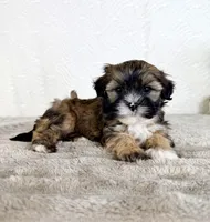 Sampson, a male Shihpoo for sale in Indianapolis, IN – Photo 5 of 6