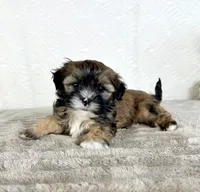 Sampson, a male Shihpoo for sale in Indianapolis, IN – Photo 2 of 6