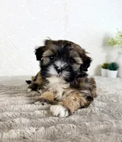 Sampson, a male Shihpoo for sale in Indianapolis, IN – Photo 4 of 6