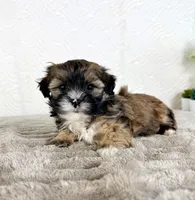 Sampson, a male Shihpoo for sale in Indianapolis, IN – Photo 6 of 6