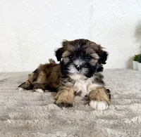 Sampson, a male Shihpoo for sale in Indianapolis, IN – Photo 3 of 6