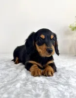 Delilah, a male Miniature Dachshund for sale in Indianapolis, IN – 3 of 6